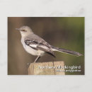 Search for mockingbird photography Nature