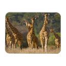 Search for reticule Nature