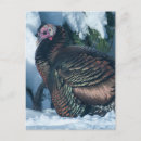 Search for turkeys postcards Wild