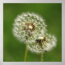 Search for puff posters Floral