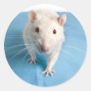 Search for funny rat stickers Pet
