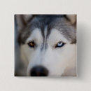 Search for malamute badges Siberian husky