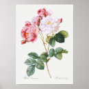Search for rosa posters Floral