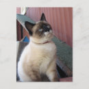 Search for snowshoing postcards Cat