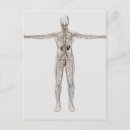 Search for penis postcards Human representation