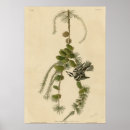 Search for black and white antique bird posters Birds of america