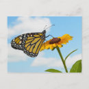 Search for purity postcards Flower