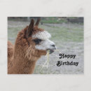Search for farm birthday cards Llama