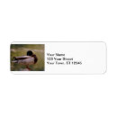 Search for mallard ducks return address labels Lake