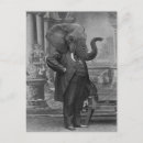 Search for animal suit postcards Funny