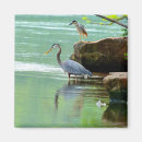 Search for herons magnets Nature