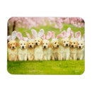 Search for easter rectangular magnets Avanti press