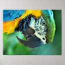 Search for colourful parrot posters Nature