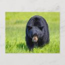 Search for wilderness postcards Wild animal