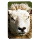 Search for ewes magnets Farming
