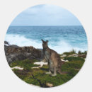 Search for kangaroo marsupial stickers Wildlife