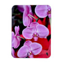 Search for orchids magnets Pink