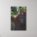 Search for orangutan canvas prints Outdoors