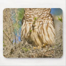 Search for barred owl electronics Strix varia