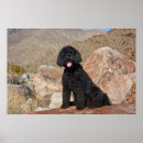 Search for labradoodle dog posters Black