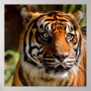 Search for tiger face posters Cat