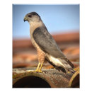 Search for birdwatcher posters Photography