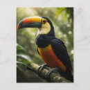 Search for toucans postcards Exotic