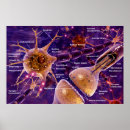 Search for synapse posters Biology