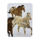 Search for running horse cards Colourful
