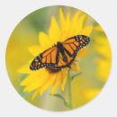 Search for butterfly photo stickers Animal