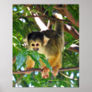 Search for monkey posters Animal photography