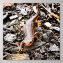 Search for salamander posters Amphibian