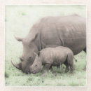 Search for african safari coasters Wildlife