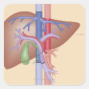 Search for transplant stickers Medical