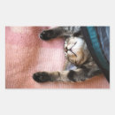 Search for snooze stickers Cat