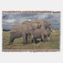 Search for elephant photo blankets Calf