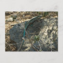 Search for tropical lizard postcards Animal
