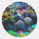 Search for coral color stickers Colorful