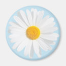 Search for white daisy magnets Floral