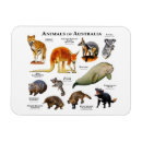 Search for kangaroo rectangular magnets Animals