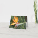 Search for birds of paradise note cards Flower