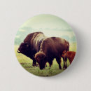 Search for american bison badges Animal