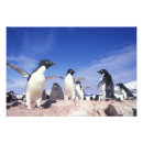 Search for flippers posters Animal