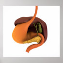 Search for human digestive system posters Square image