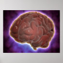 Search for parts of the brain posters Human body parts