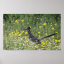 Search for roadrunners posters Geococcyx californianus