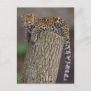 Search for cat tail postcards Cats