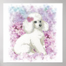 Search for white poodle posters Puppy