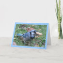 Search for bluejay cards Birds