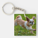 Search for shih tzu key rings Photography